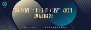 【宽屏ppt】海水稻“十百千工程”项目进展报告PPT模板